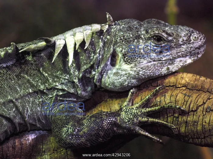 : Utilan Spiny Tailed Iguana : Utilan Spiny Tailed Iguana