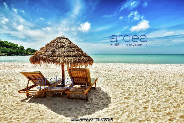 : Vacation holidays background wallpaper, two beac : Vacation holidays background wallpaper, two beac