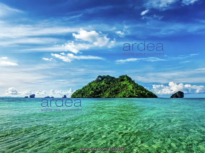 : Vacation holidays concept background, tropical island : Vacation holidays concept background, tropical island