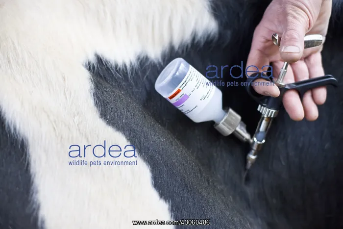 : Vaccination of cattle against bluetongue France : Vaccination of cattle against bluetongue France