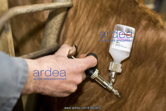 : Vaccination of cattle against bluetongue France : Vaccination of cattle against bluetongue France
