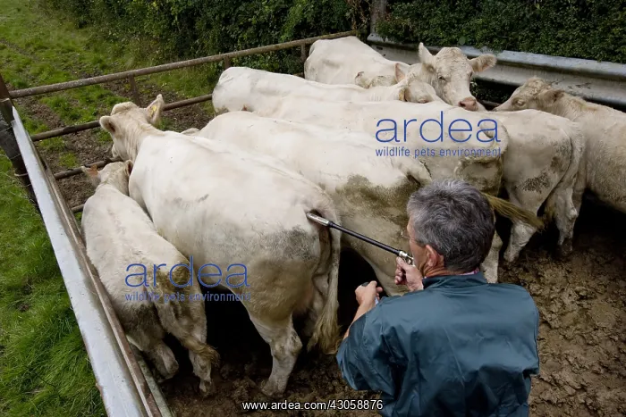 : Vaccination of cows against bluetongue France : Vaccination of cows against bluetongue France