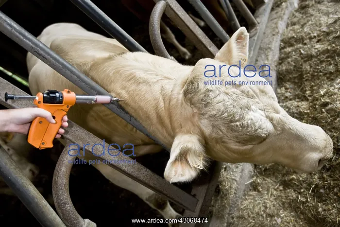: Vaccination of a young veal destined to fattening stalls : Vaccination of a young veal destined to fattening stalls