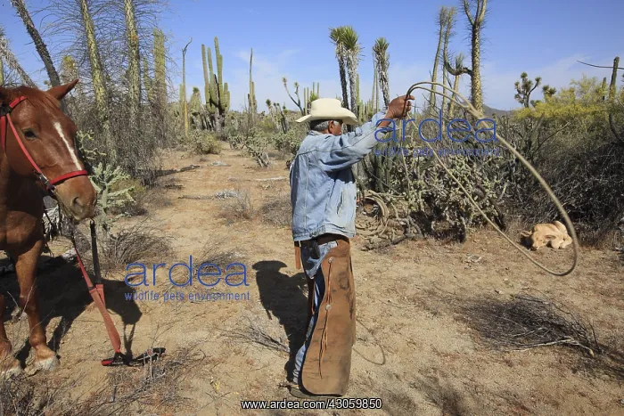 : Vacheros capturing a newborn calf roping Mexico : Vacheros capturing a newborn calf roping Mexico