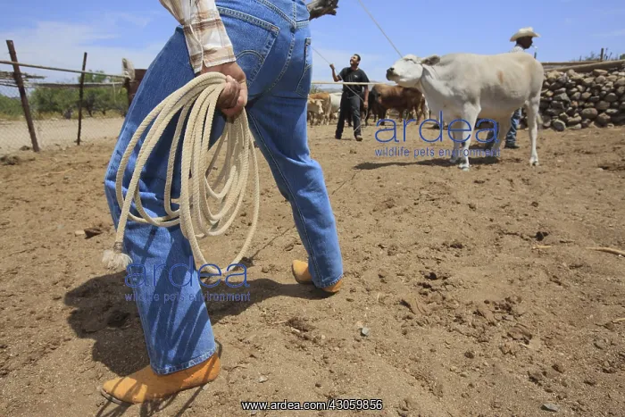 : Vacheros catching animals for vaccination Mexico : Vacheros catching animals for vaccination Mexico