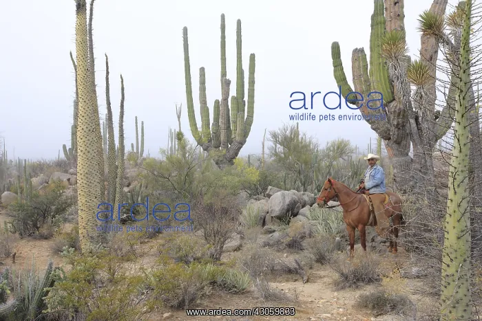 : Vacheros looking for a cow and her newborn calf : Vacheros looking for a cow and her newborn calf