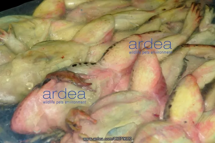 : Vacuum Sealed Preserved Frogs : Vacuum Sealed Preserved Frogs