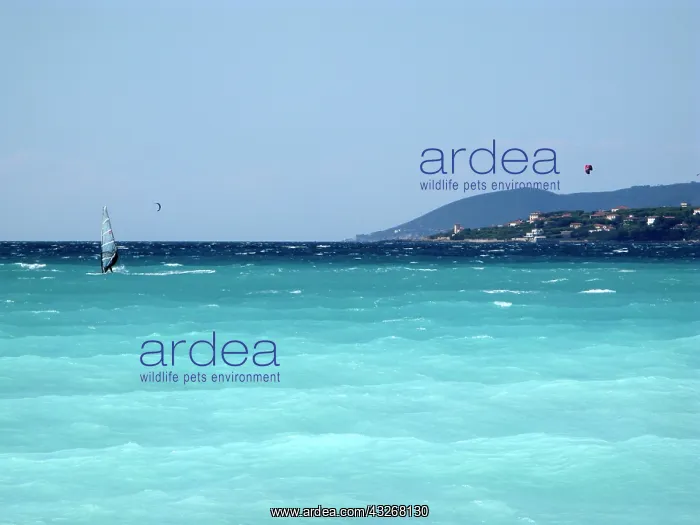 : Vada beach in Rosignano Marittimo location : Vada beach in Rosignano Marittimo location