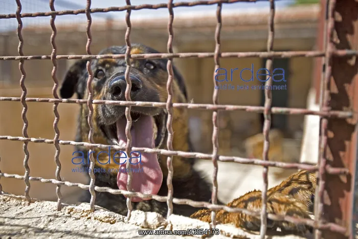 : Vagabond dog in an enclosure of the SPCA in Provence France : Vagabond dog in an enclosure of the SPCA in Provence France