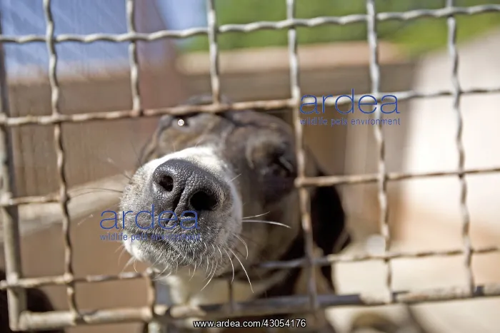 : Vagabond dog in an enclosure of the SPCA in Provence France : Vagabond dog in an enclosure of the SPCA in Provence France