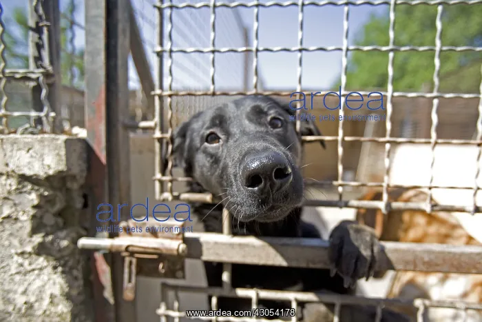 : Vagabond dog in an enclosure of the SPCA in Provence France : Vagabond dog in an enclosure of the SPCA in Provence France