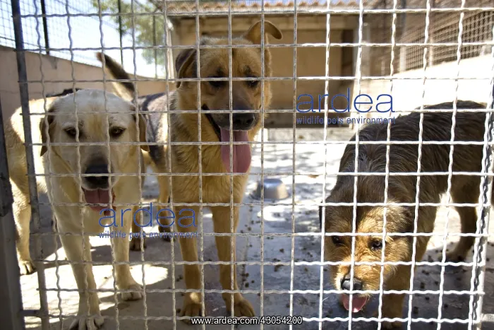 : Vagabond dogs in an enclosure of the SPA in France : Vagabond dogs in an enclosure of the SPA in France