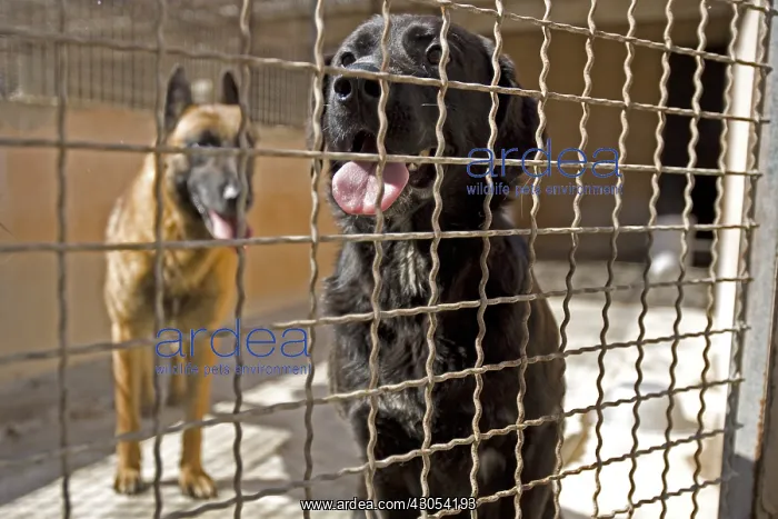 : Vagabond dogs in an enclosure of the SPCA in France : Vagabond dogs in an enclosure of the SPCA in France