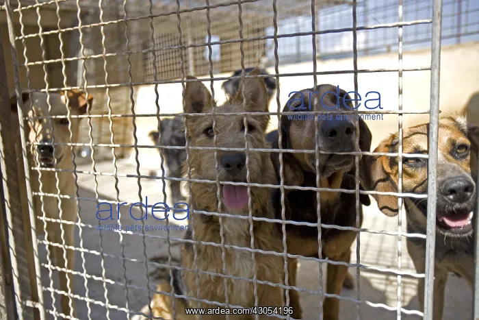 : Vagabond dogs in an enclosure of the SPCA in France : Vagabond dogs in an enclosure of the SPCA in France