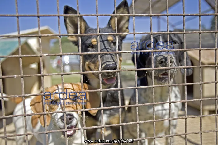 : Vagabond dogs in an enclosure of the SPCA in Provence France : Vagabond dogs in an enclosure of the SPCA in Provence France