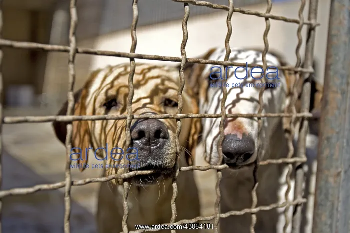 : Vagabond dogs in an enclosure of the SPCA in Provence France : Vagabond dogs in an enclosure of the SPCA in Provence France