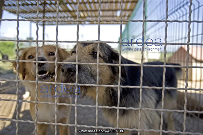 : Vagabond dogs in an enclosure of the SPCA in Provence France : Vagabond dogs in an enclosure of the SPCA in Provence France