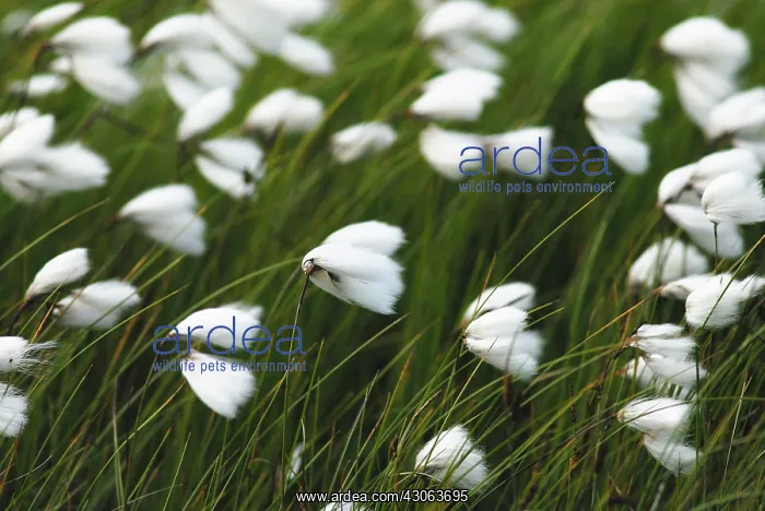 : vaginatum, Cotton grass, Hares's tail, Eriophorum : vaginatum, Cotton grass, Hares's tail, Eriophorum