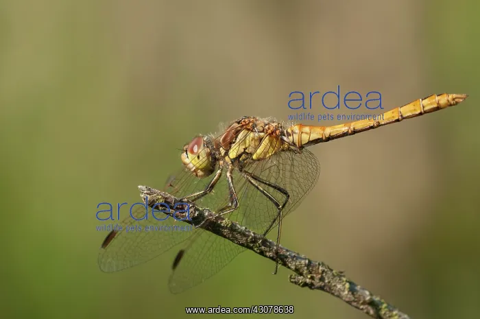 : Vagrant Darter : Vagrant Darter