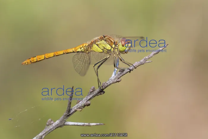 : Vagrant Darter : Vagrant Darter