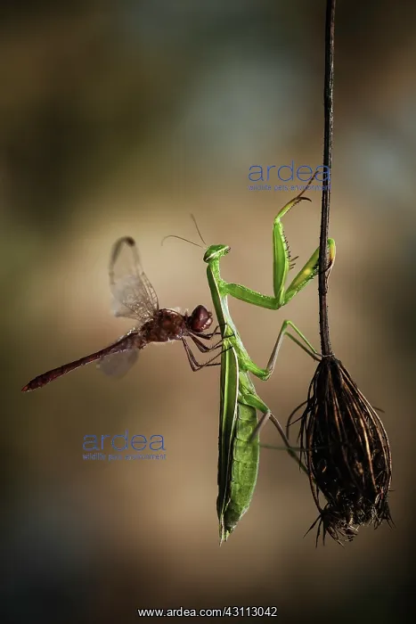 : Vagrant Darter : Vagrant Darter