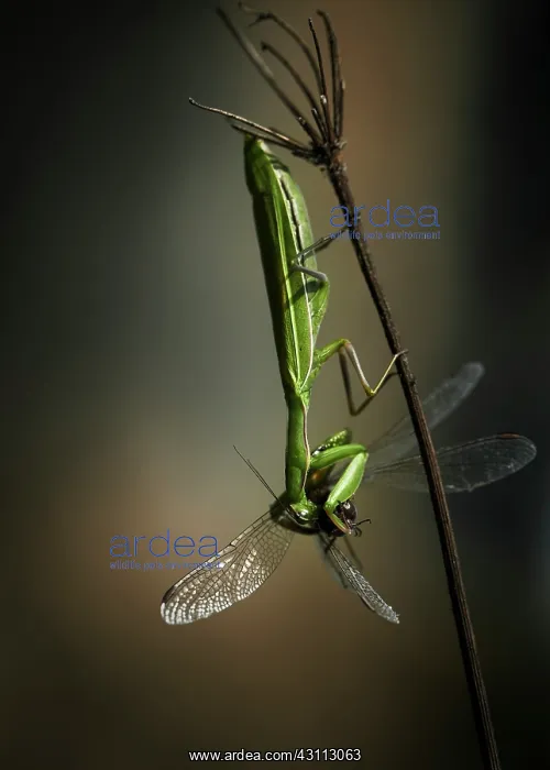 : Vagrant Darter : Vagrant Darter
