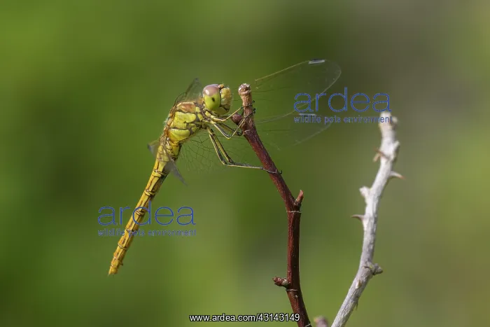 : Vagrant Darter : Vagrant Darter