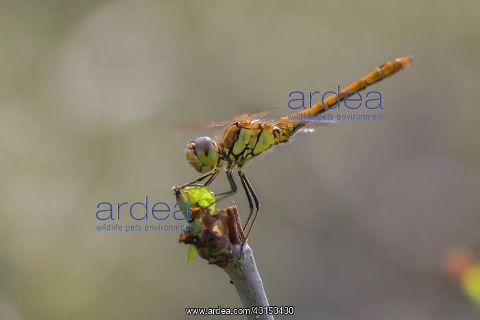 : Vagrant Darter : Vagrant Darter