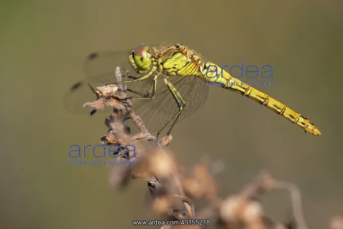 : Vagrant Darter : Vagrant Darter