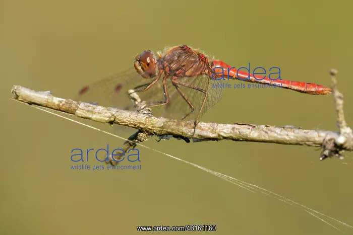 : Vagrant Darter : Vagrant Darter