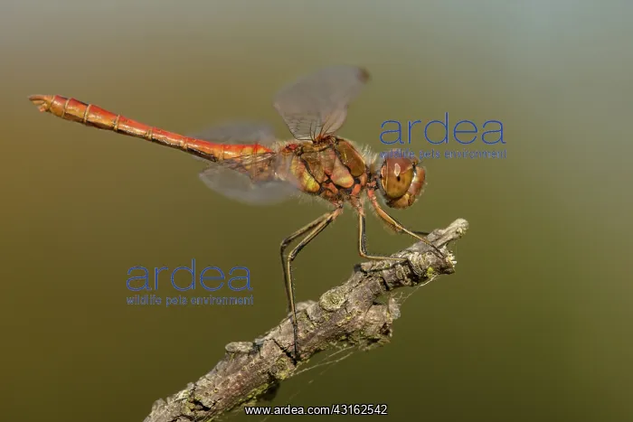 : Vagrant Darter : Vagrant Darter