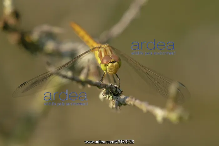 : Vagrant Darter : Vagrant Darter