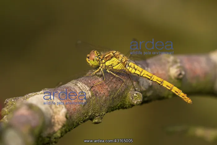 : Vagrant Darter : Vagrant Darter