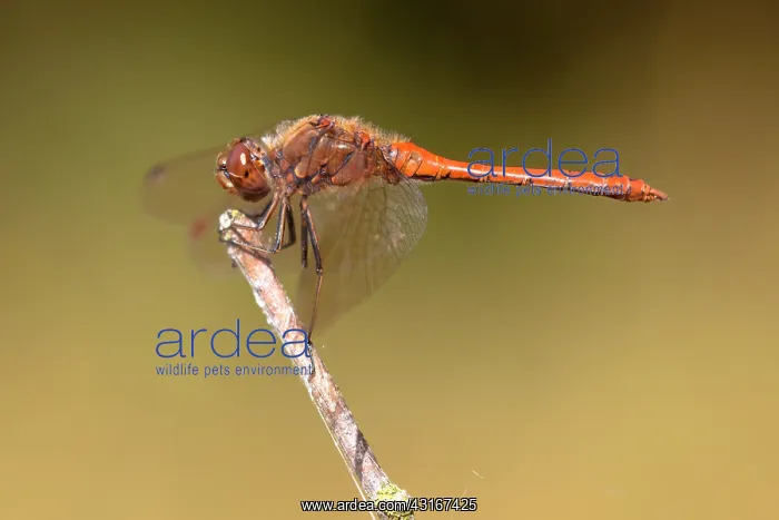 : Vagrant Darter : Vagrant Darter