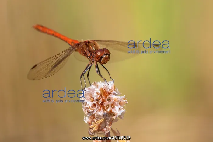  : Vagrant Darter