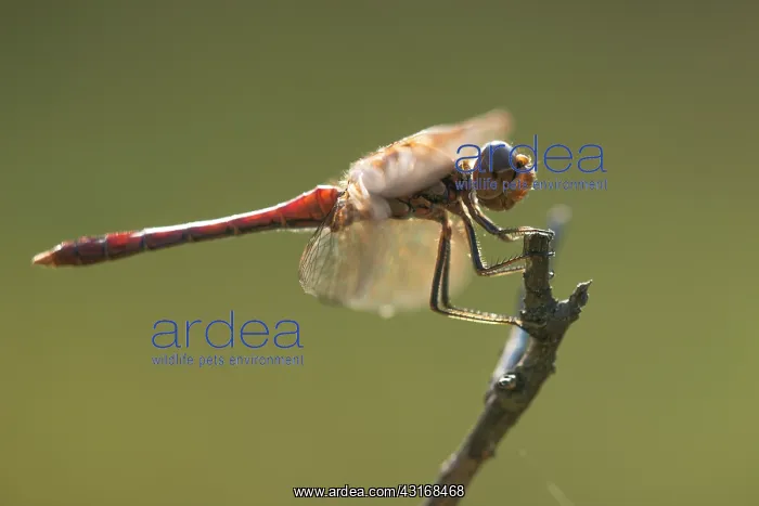 : Vagrant Darter : Vagrant Darter