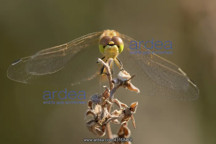 : Vagrant Darter : Vagrant Darter