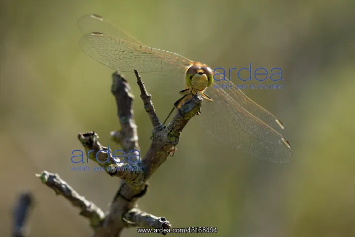  : Vagrant Darter