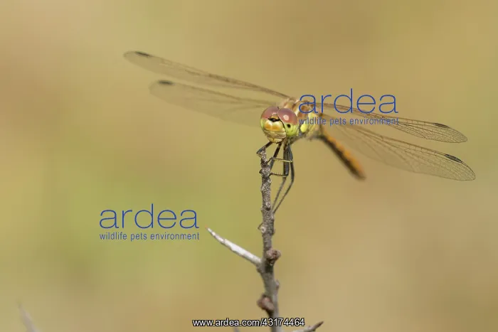 : Vagrant Darter : Vagrant Darter