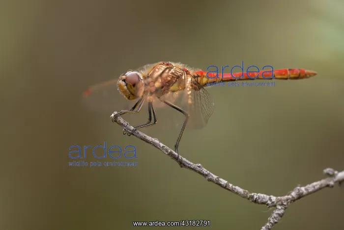 : Vagrant Darter : Vagrant Darter