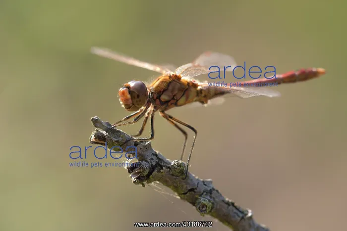 : Vagrant Darter : Vagrant Darter