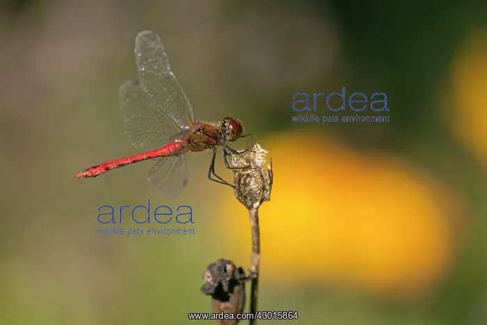 : Vagrant Darter Dragonfly sunning itself on flower : Vagrant Darter Dragonfly sunning itself on flower