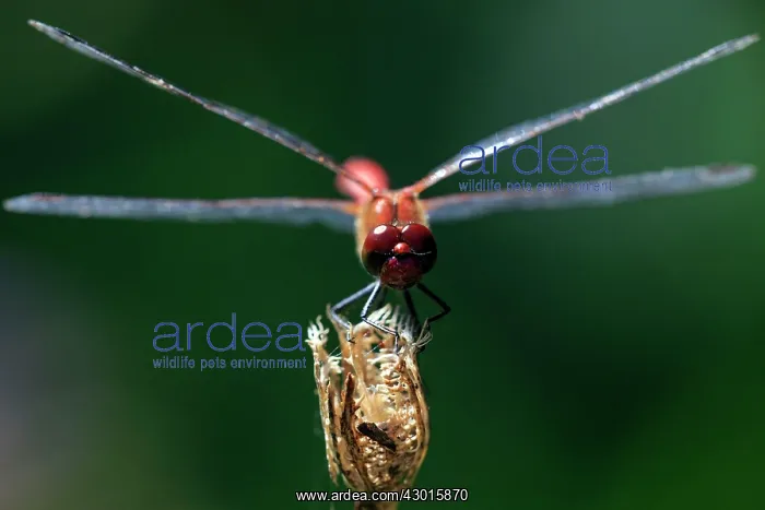 : Vagrant Darter Dragonfly sunning itself on flower : Vagrant Darter Dragonfly sunning itself on flower