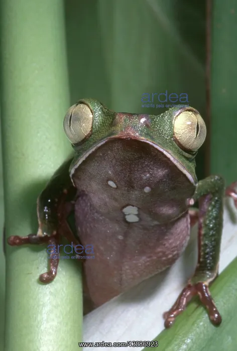 : Vaillanti's Monkey Frog : Vaillanti's Monkey Frog
