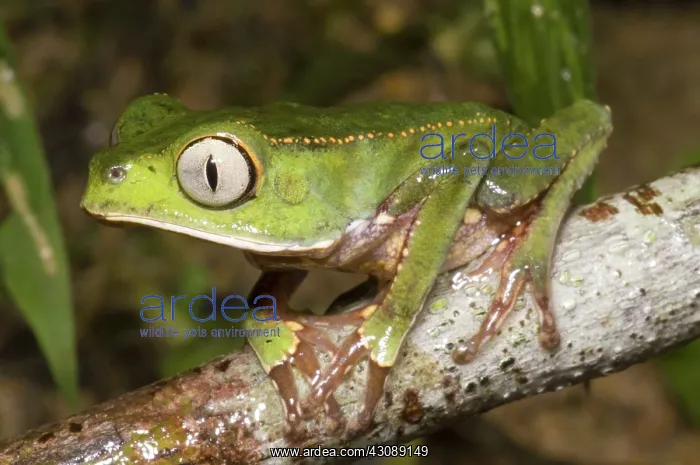 : Vaillanti's monkey frog : Vaillanti's monkey frog