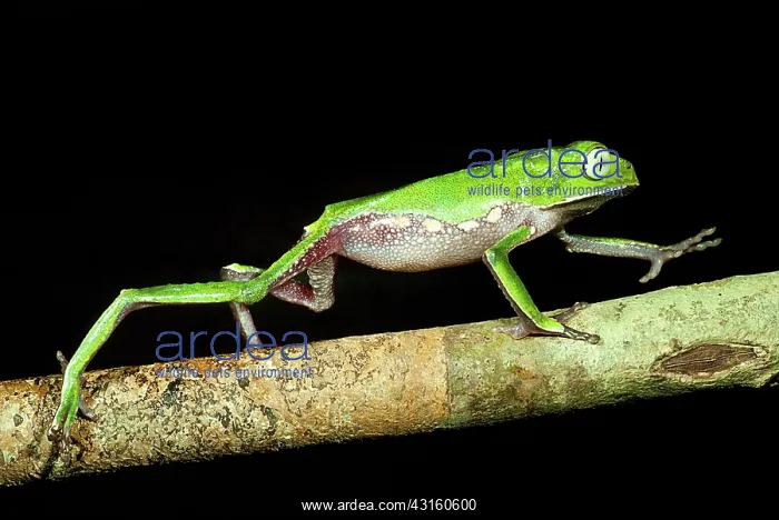 : Vaillanti's Monkey Frog : Vaillanti's Monkey Frog