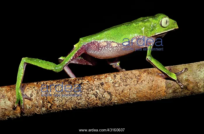 : Vaillanti's Monkey Frog : Vaillanti's Monkey Frog
