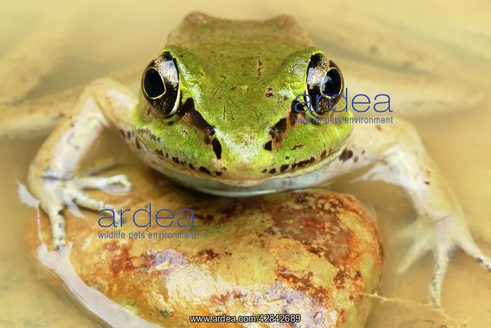 : Vaillant's Frog : Vaillant's Frog