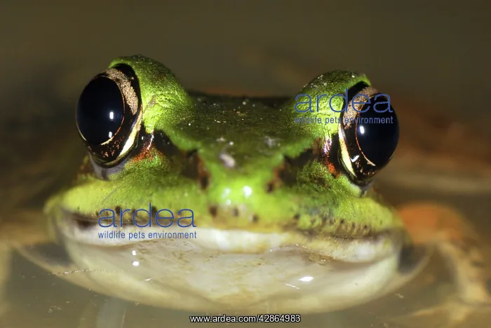 : Vaillant's Frog : Vaillant's Frog