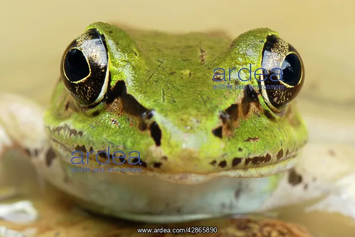 : Vaillant's Frog : Vaillant's Frog